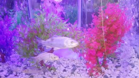 فیلم سفره عقد شیک