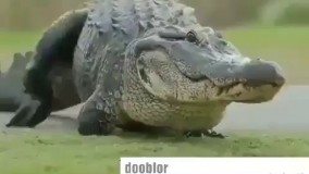 کروکدیل روضه میخونه برا دلش!!!!!