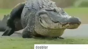 کروکدیل روضه میخونه برا دلش!!!!!