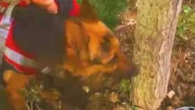 داستان های پت و مت  (آرمین و تیدا )