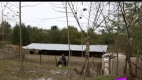 پرورش گاو میش