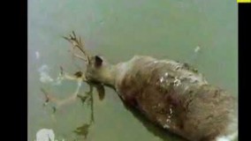 مستند راز بقا ( دوبله فارسی )