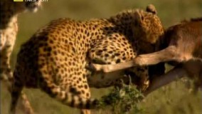 مستند مهاجرت عظیم (دوبله فارسی)