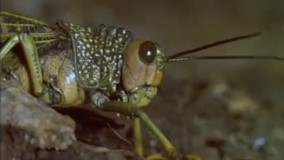 نبرد رتيل با مار