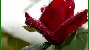 بغض نکن رضا   صادقی13