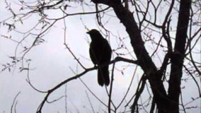 كلاغ رو سياه .. محسن چاووشي7