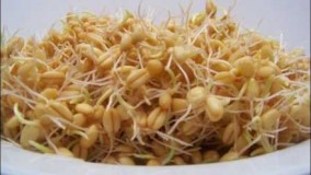 خواص انواع جوانه ( ماش، گندم و شبدر )