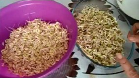 جوانه ماش - آشپزی از اینجا تا آنجا با عذرا-mung bean sprouts