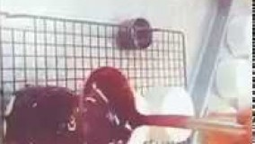 دسر خوشمزه-تزئین کیک با سس فرانسسوی