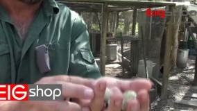 معرفی انواع گونه های بلدرچین به زبان انگلیسی