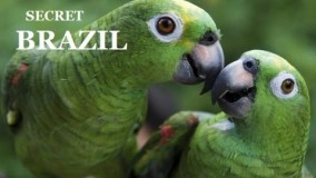  نشنال جئوگرافی:حیات وحش برزیل