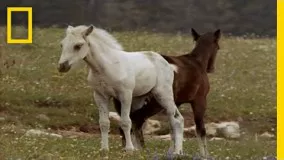 Wild Horses Kick Butt | National Geographic