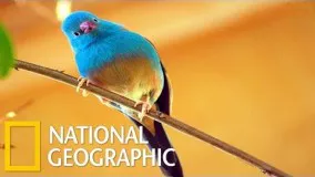 Beautiful Birds inThe Wordl - National Geographic Youtube