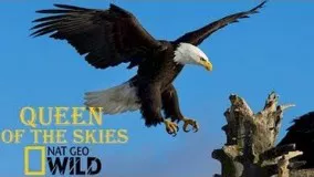 Eagle Documentary National Geographic Full QUEEN OF THE SKIES