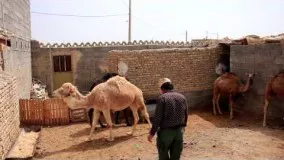 راهنمای سفر به شیراز قسمت29