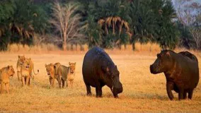 NatGeo Wild - Turf War Lions and Hippos -  National Geographic