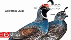 خواص ویژه گوشت بلدرچین