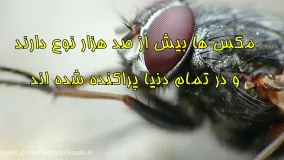 همه چیز در مورد مگس 