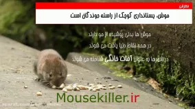 مکان های مهم برای ورود موش به خانه