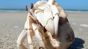 تور قشم: جذابیت های جزیره قشم