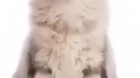 مراحل بزرگ شدن بچه گربه با دو تند