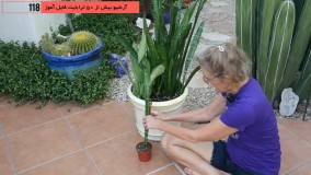 10ترفند پرورش گل و گیاه آپارتمانی در منزل 