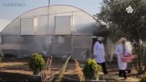 زعفران گلخانه ای