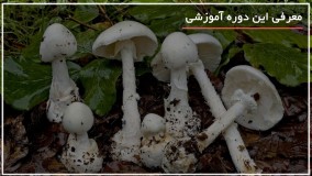 مراحل تهیه پنی سیلین از قارچ خانگی!!