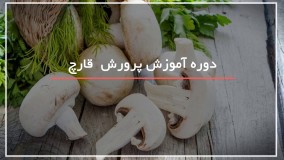 راه های تشخیص قارچ سمی و غیر سمی