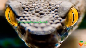 چیز های عجیب-چگونه زنده بمانیم. سیزده حیوان وحشی، سیزده راه فرار