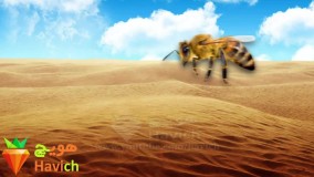 عجیب ترین ها-هفت نکته از زندگی زنبور‌ها که شاید ندانید