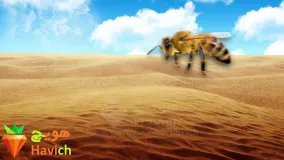 عجیب ترین ها-هفت نکته از زندگی زنبور‌ها که شاید ندانید