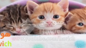  عجیب ترین ها-12 دلیل نداشتن حیوان خانگی