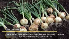 حقایق جالب جدید-6 دلیل خوب برای خوردن پیاز