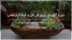 پرورش گل و گیاه زینتی زیبا در منزل