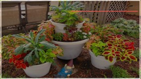 روش های قلمه زنی و احیا گیاهان خانگی