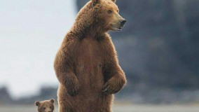 مرگ توله خرس در سوادکوه