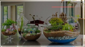 آموزش ساخت تراریوم بصورت مرحله به مرحله