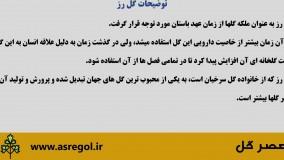 گل رز را بیشتر بشناسید | گل رز