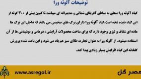 گیاه آلوئه ورا را بیشتر بشناسید.