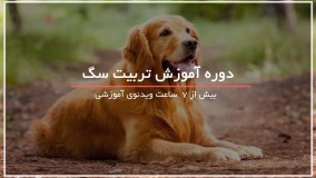 چگونه یک توله سگ شیتزو رو تربیت  کنیمچگونه یک توله سگ شیتزو رو تربیت  کنیم