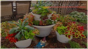 آموزش صحیح عوض کردن گلدان گل مار