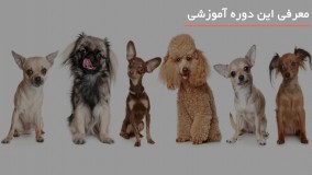 تربیت سگ پاکوتاه خانگی 