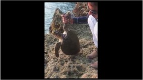پلاستیک قاتل خاموش محیط زیست-نجات لاکپشت از نخ مرگبار پلاستیکی-استان سیستان و بلوچستان 