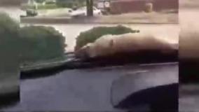 جالبترین - ویدیو : جدید : لحظه های خنده دار ویدیوهای خانگی