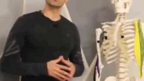 صفر تا صد حرکت جلو بازو هالتر ای زد