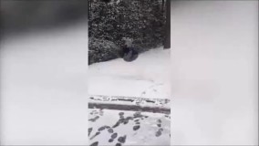 جالب - فقط برای خنده : کلیپ های جالب : ماجراهای خنده دار- جدید