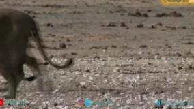 پارک ملی آتوشا، گنجینه حیات وحش در نامیبیا - بوکینگ پرشیا bookingpersia