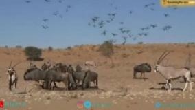 سفر به کگالاگادی در آفریقا، سکونتگاه حیوانات نادر و کمیاب- بوکینگ پرشیا bookingpersia