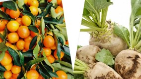 دفع تضمینی و 100 درصد کنه ها از باغات و مزارع با کنه کش نئورون | Neoron